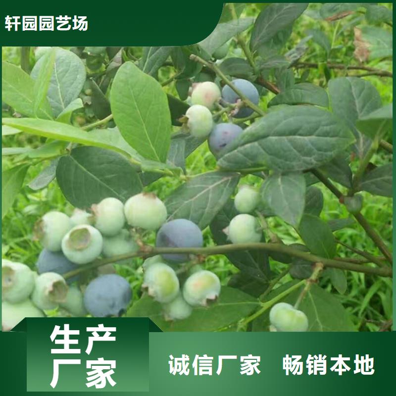 蓝莓苗樱桃苗质量无忧