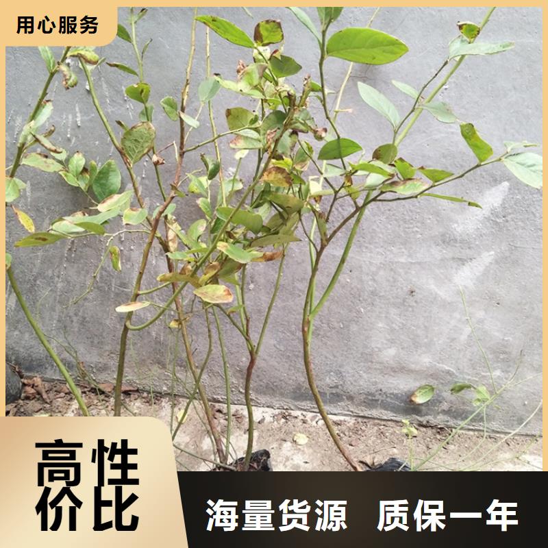 蓝莓苗-【樱桃苗】供您所需