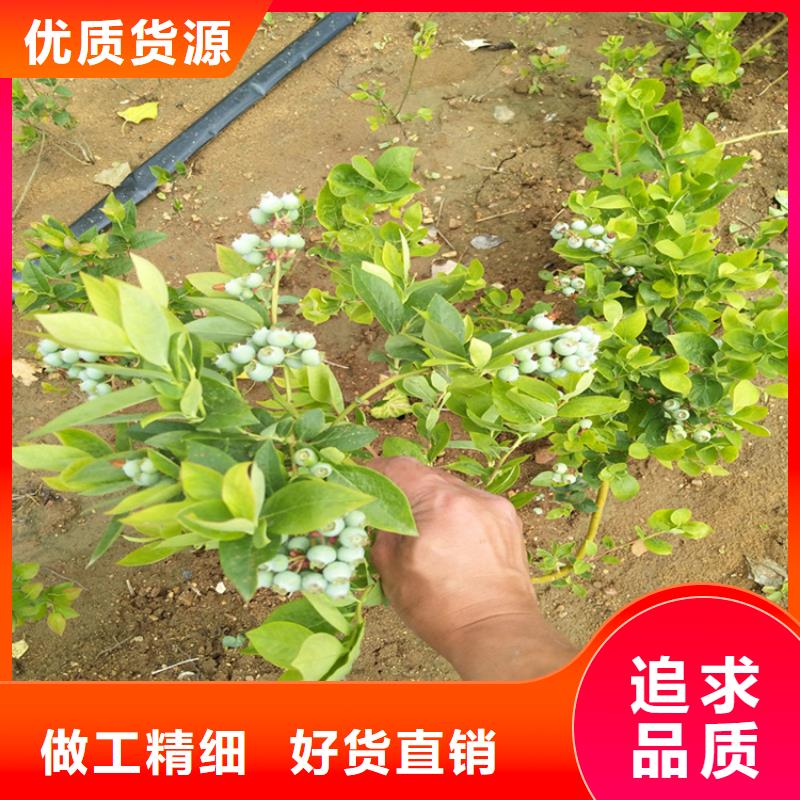 蓝莓苗-【樱桃苗】供您所需