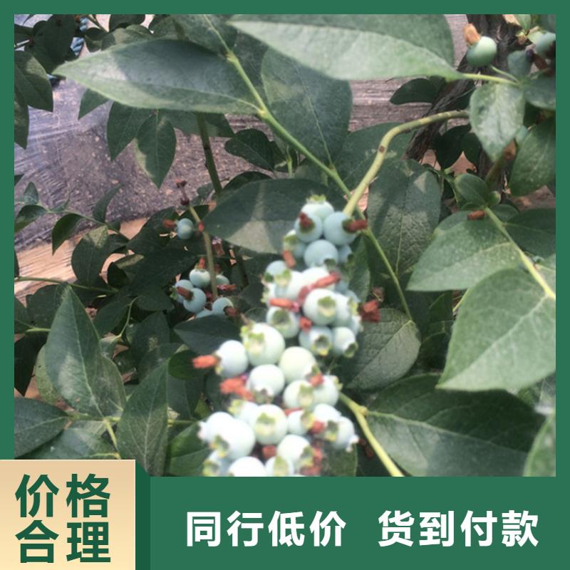 蓝莓苗樱桃苗质量无忧