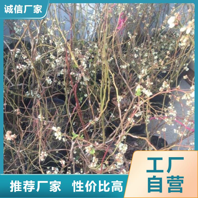 【蓝莓苗苹果苗放心得选择】