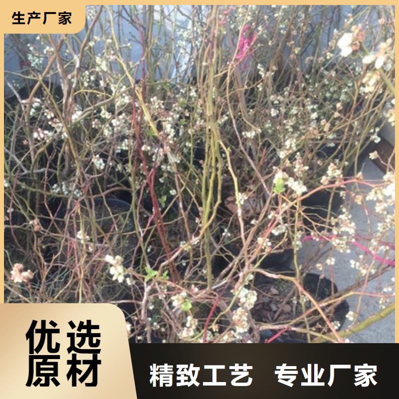 蓝莓苗-奶油草莓产品性能