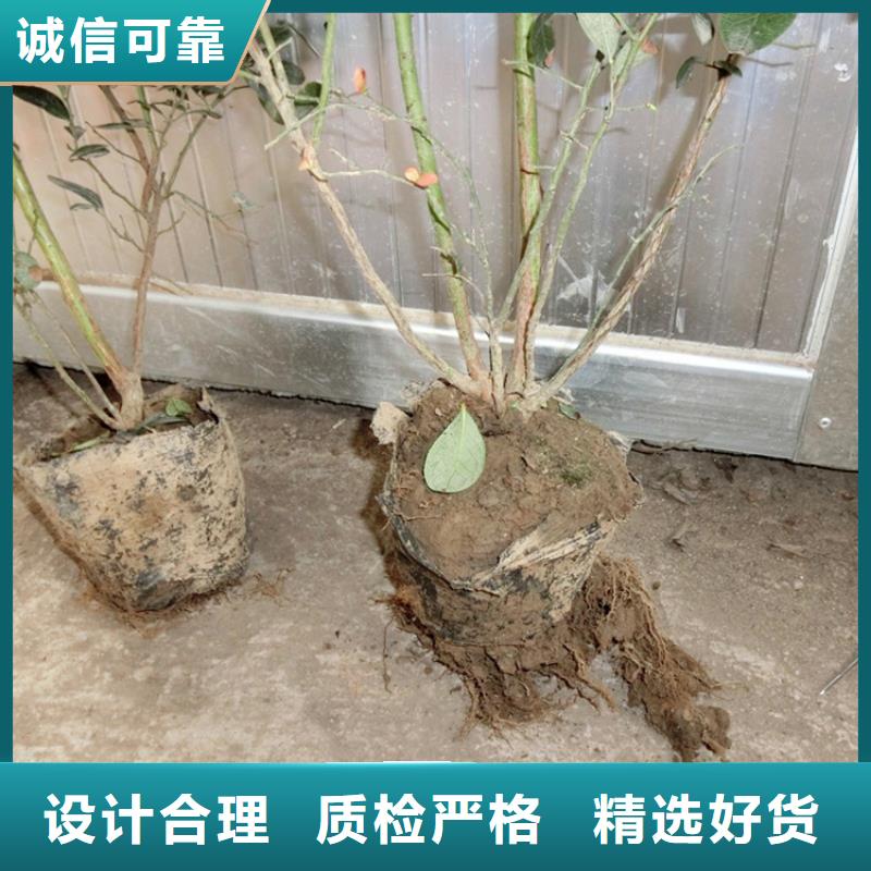 【蓝莓苗苹果苗放心得选择】