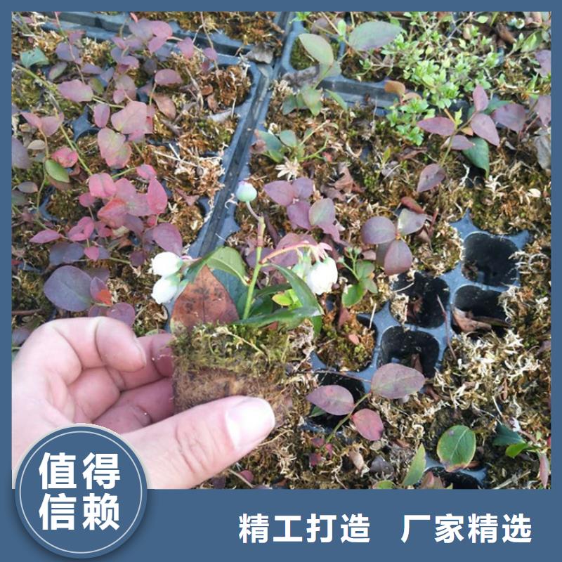 蓝莓苗_【无花果苗】专注生产制造多年