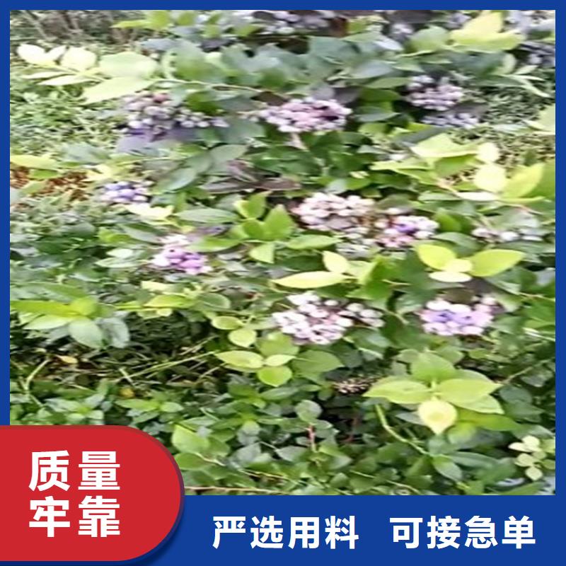 蓝莓苗-奶油草莓产品性能