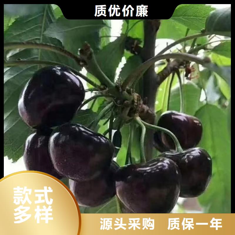 樱桃【樱桃苗】支持加工定制