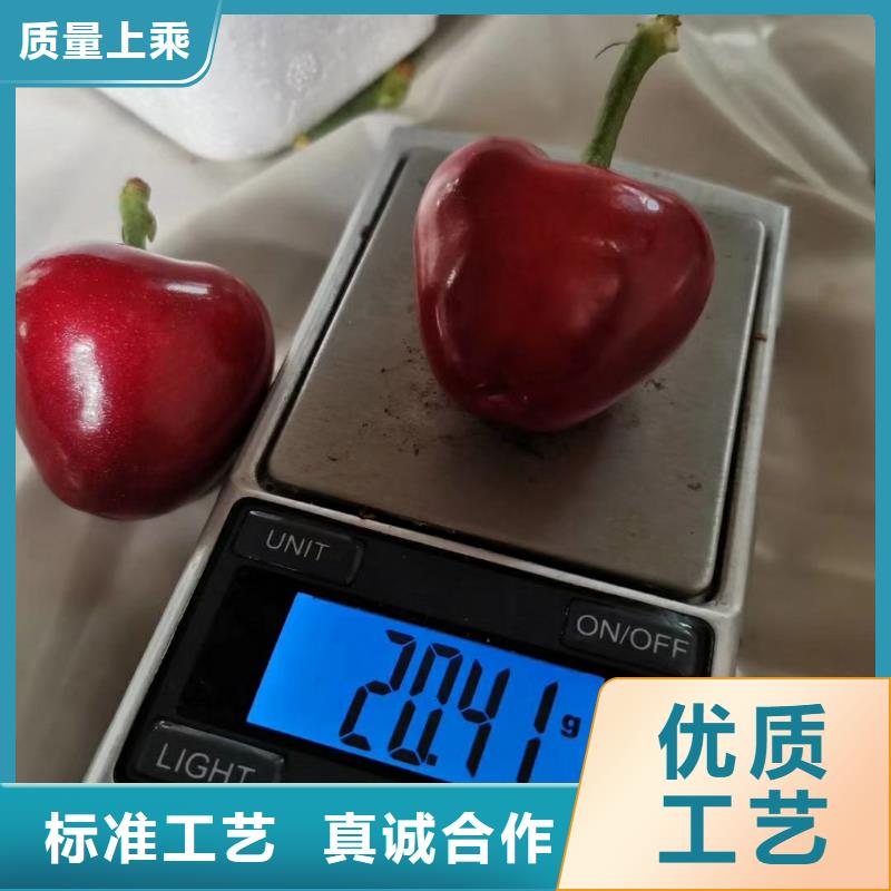 樱桃苹果苗欢迎来厂考察