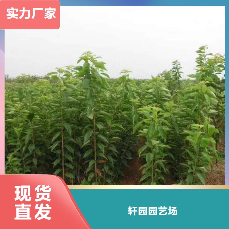 【樱桃蓝莓苗每个细节都严格把关】