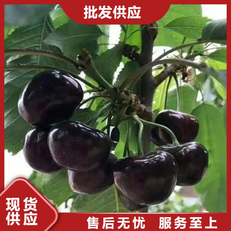 【樱桃蓝莓苗根据要求定制】