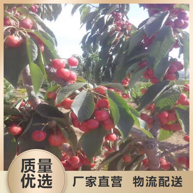 【樱桃蓝莓苗根据要求定制】