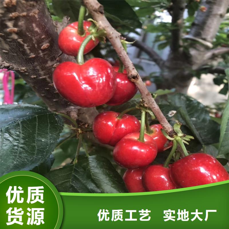 樱桃【樱桃苗】工程施工案例