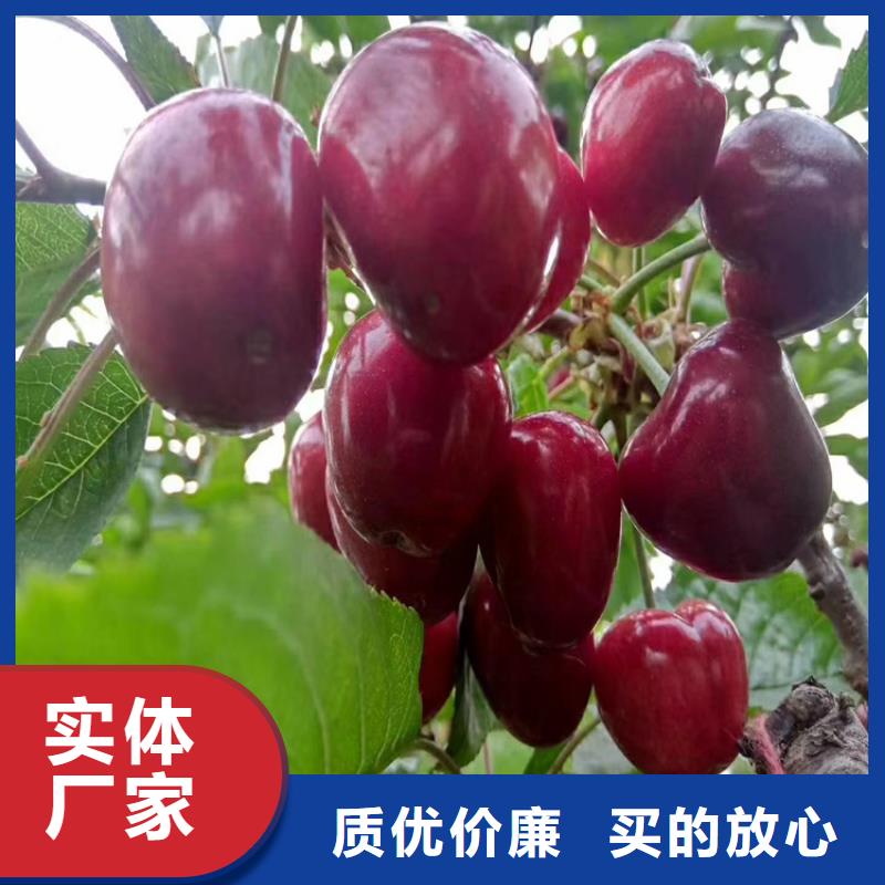 【樱桃蓝莓苗根据要求定制】