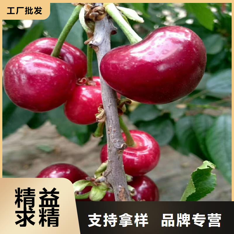 樱桃苹果苗适用范围广