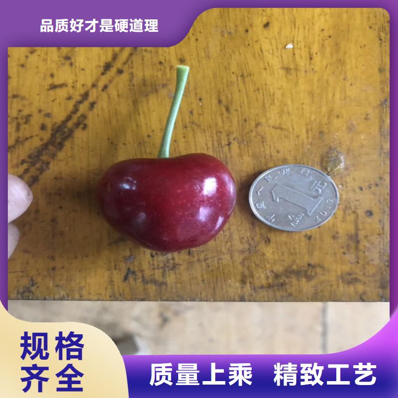 【樱桃蓝莓苗每个细节都严格把关】