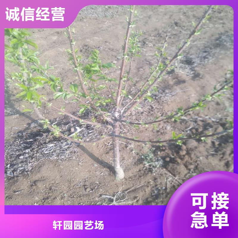 樱桃樱桃苗发货迅速