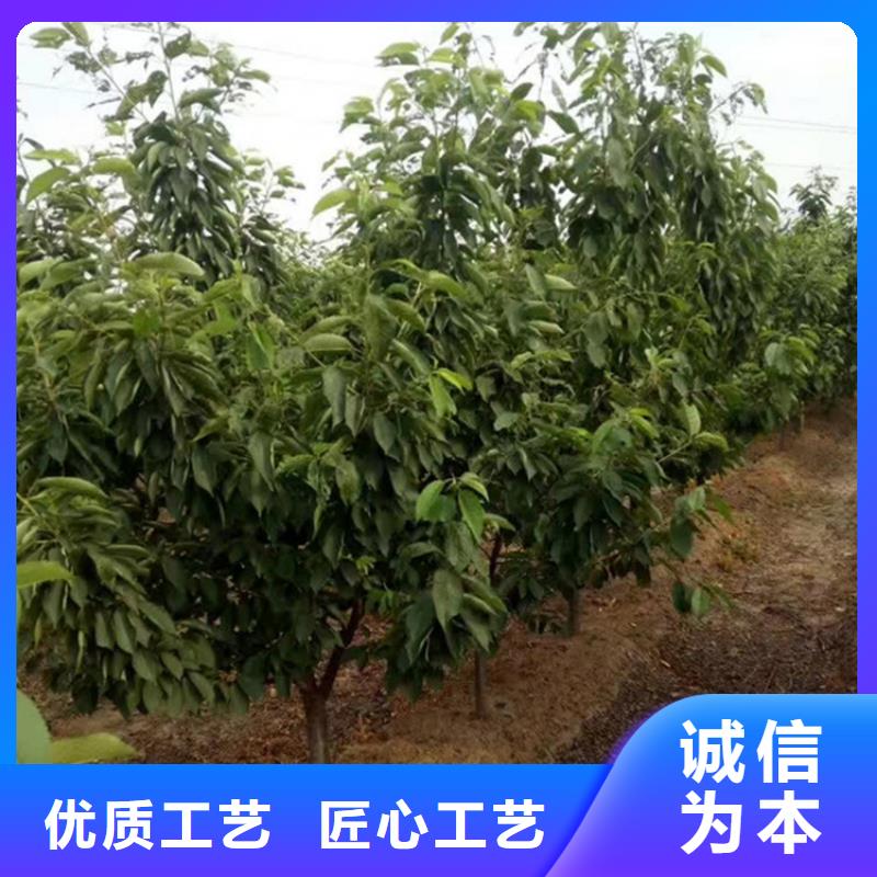 樱桃桃树苗大量现货供应