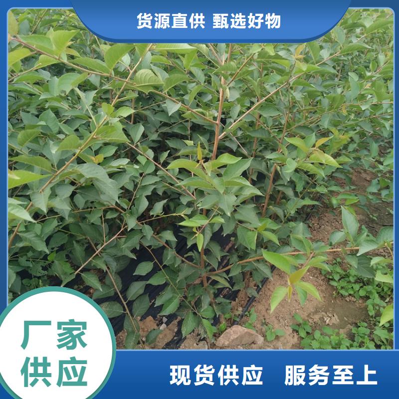 樱桃草莓苗质量无忧