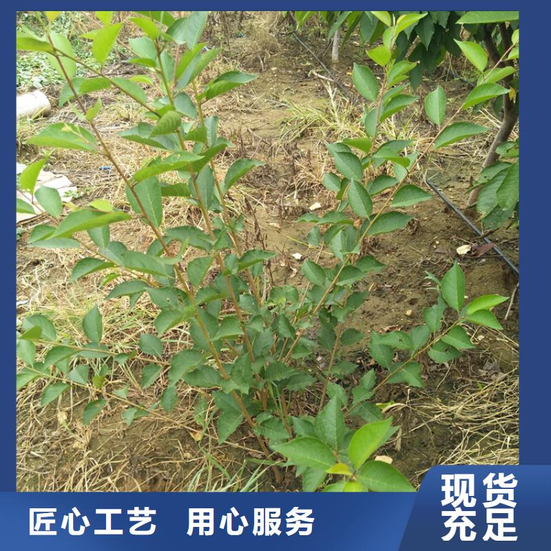 樱桃【苹果苗】品质卓越