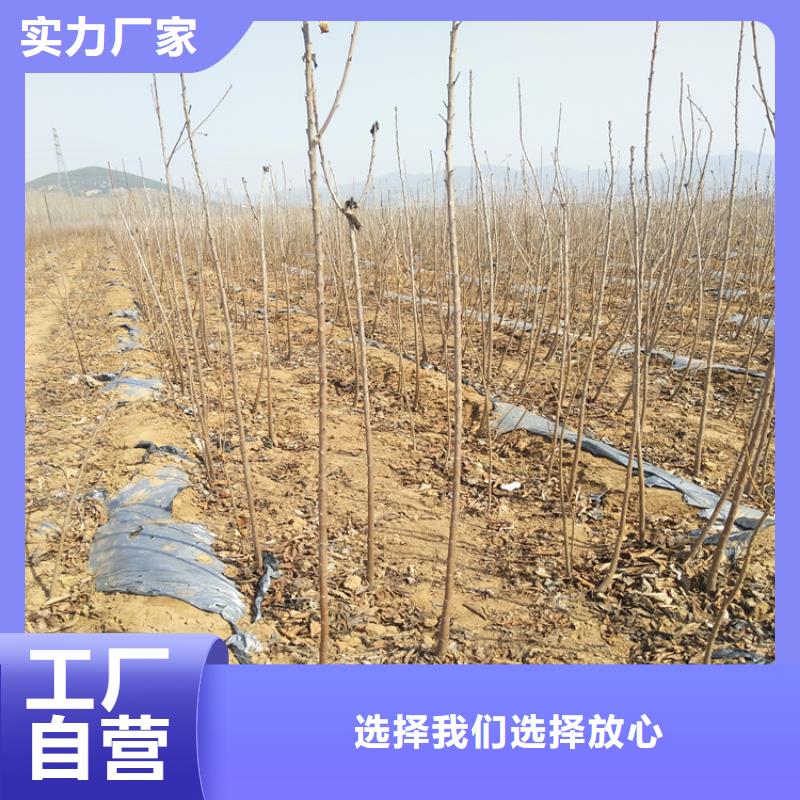 樱桃石榴树用品质赢得客户信赖