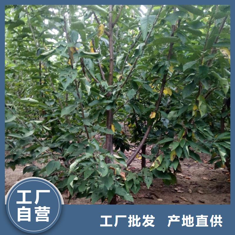 樱桃苹果苗适用范围广