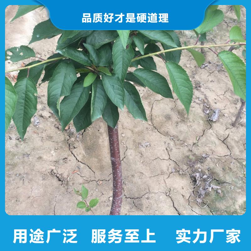 樱桃【苹果苗】品质卓越