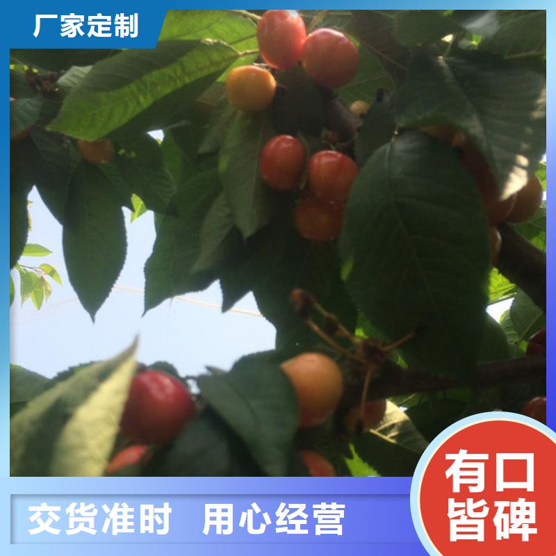 【樱桃苹果苗详细参数】