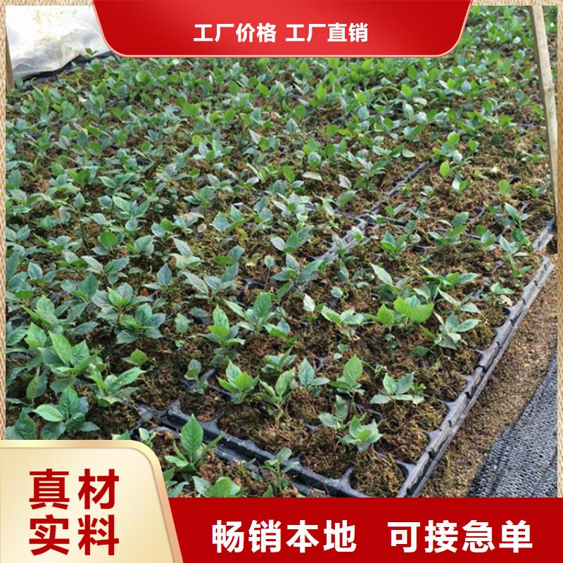 樱桃草莓苗质量无忧