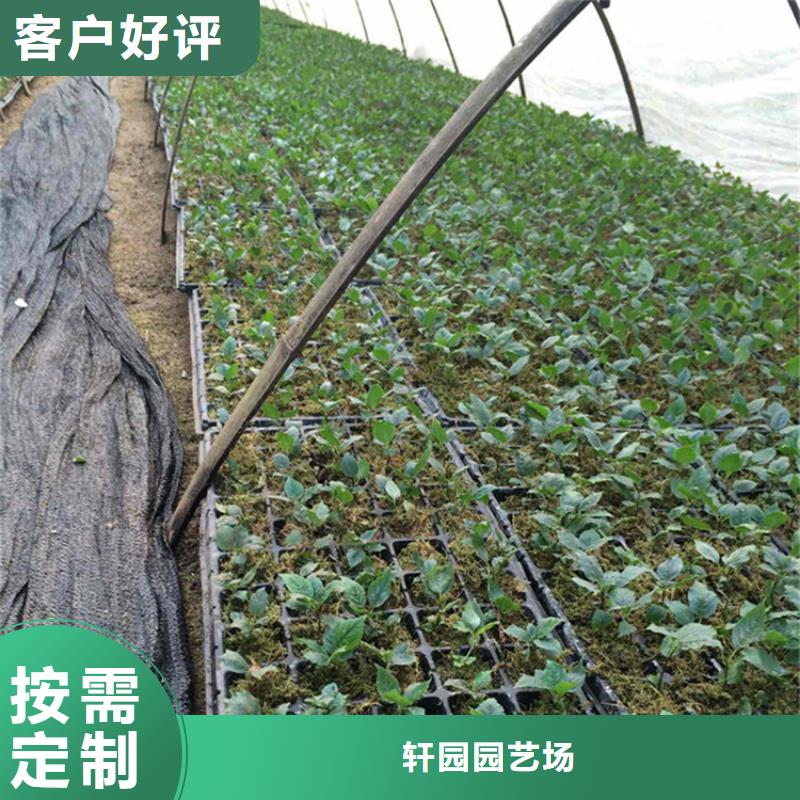 樱桃苹果苗快速报价