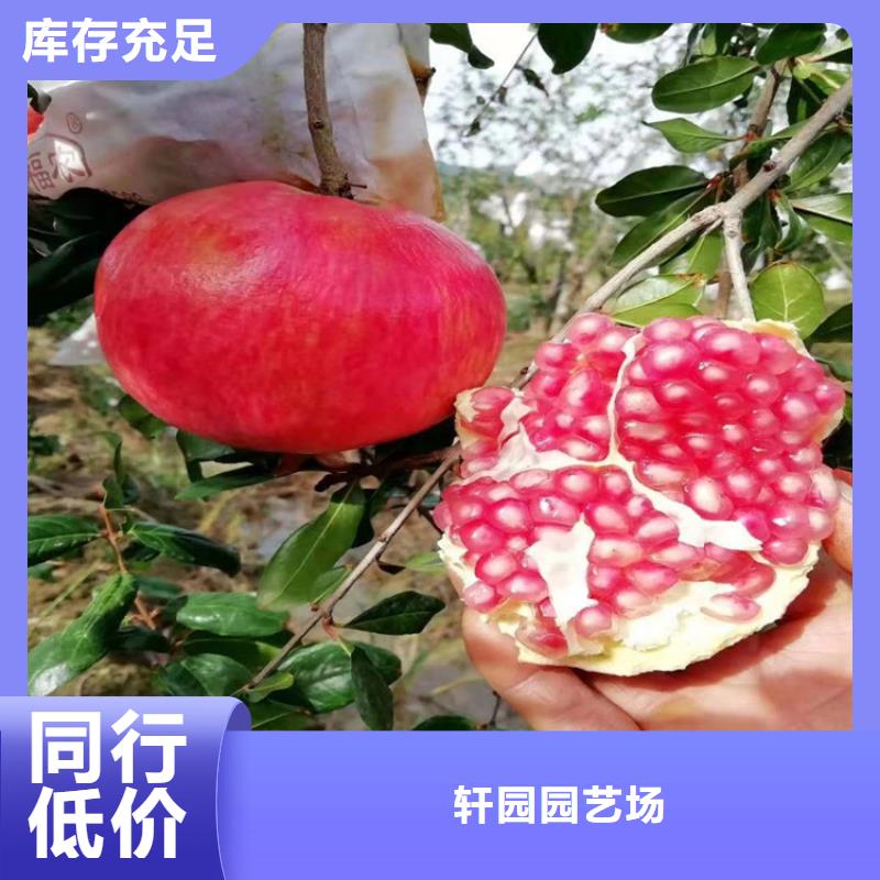 石榴蓝莓苗源厂直销