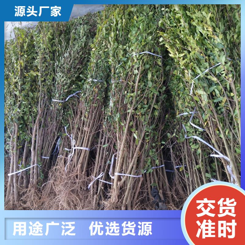 石榴奶油草莓好产品价格低