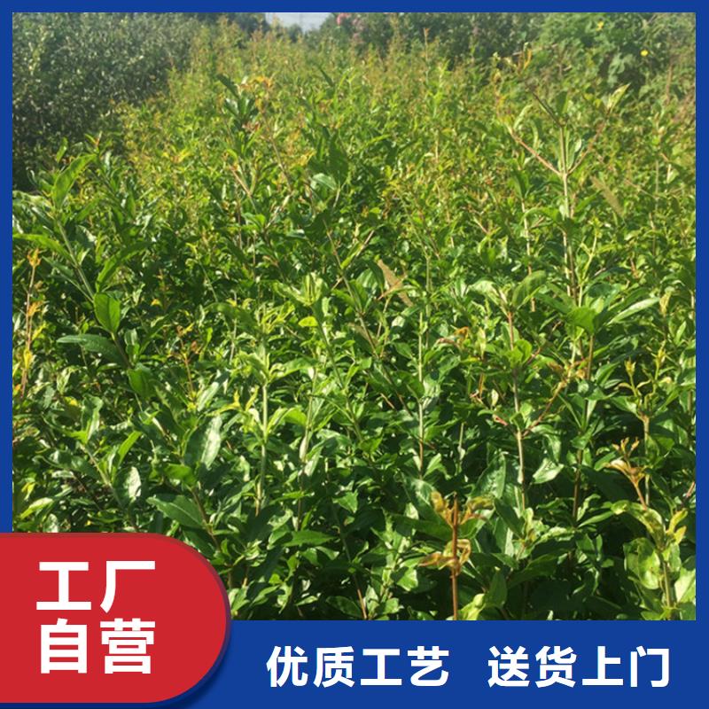 【石榴奶油草莓全品类现货】