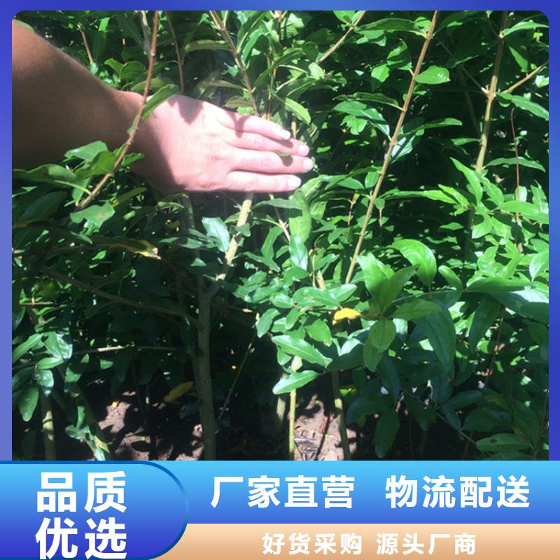 石榴杏树苗甄选好厂家