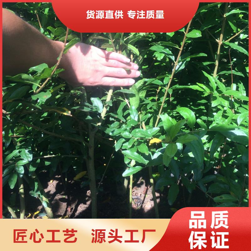 石榴苹果苗老客户钟爱