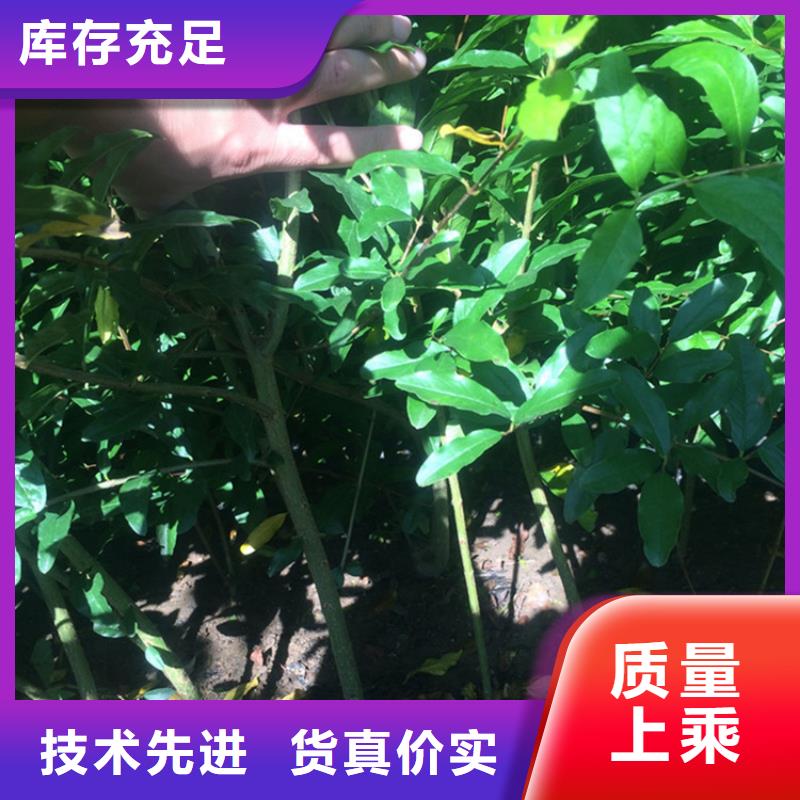 【石榴奶油草莓全品类现货】