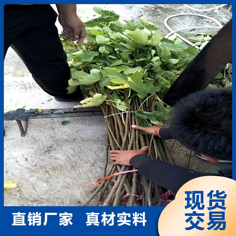 无花果_猕猴桃苗大量现货供应