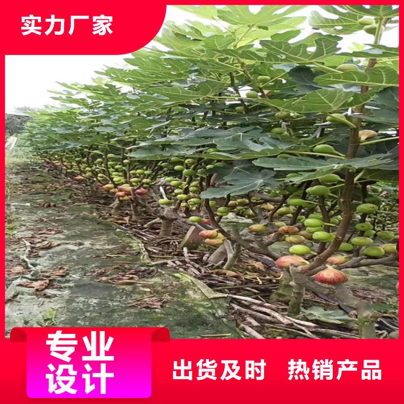 无花果【樱桃苗】规格型号全