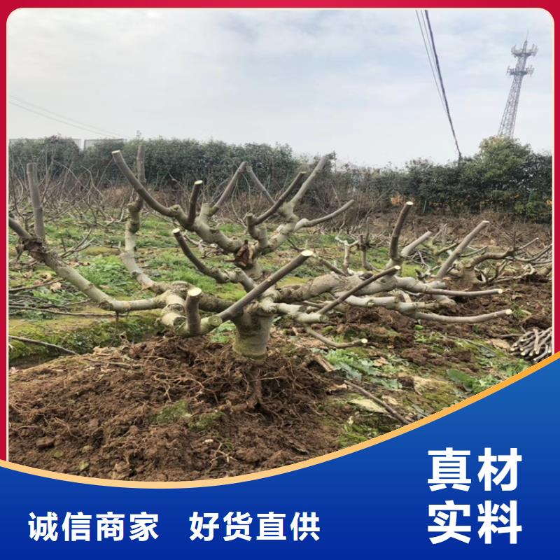 无花果苹果苗欢迎来电咨询