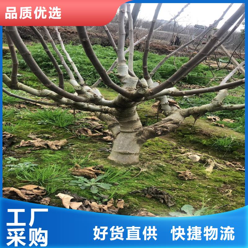 无花果草莓苗价格低