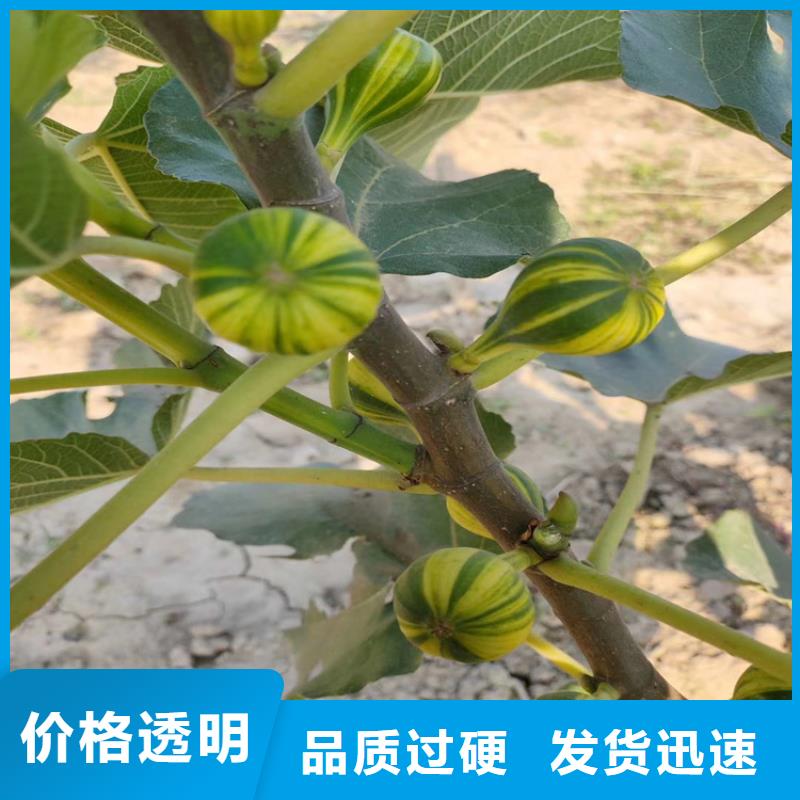 无花果,嘎啦苹果对质量负责