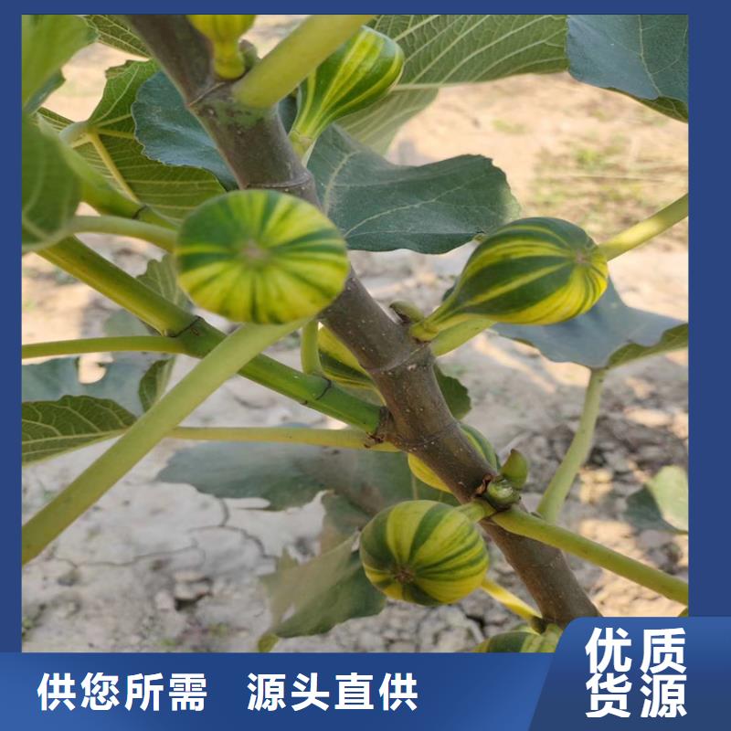 无花果_苹果苗常年出售