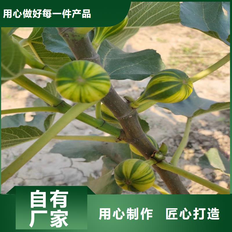 无花果,苹果苗货源报价