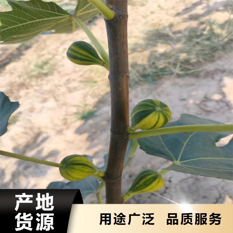 无花果3公分石榴苗资质认证