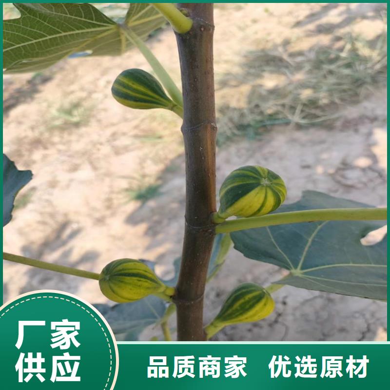 无花果苹果苗品质保障价格合理