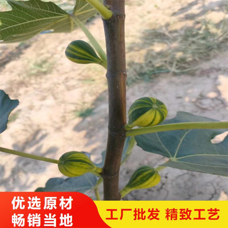 无花果苹果苗货源充足