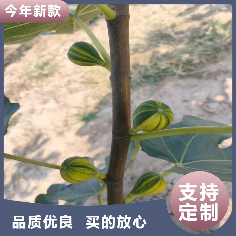 【无花果】,西瓜苗真实拍摄品质可靠