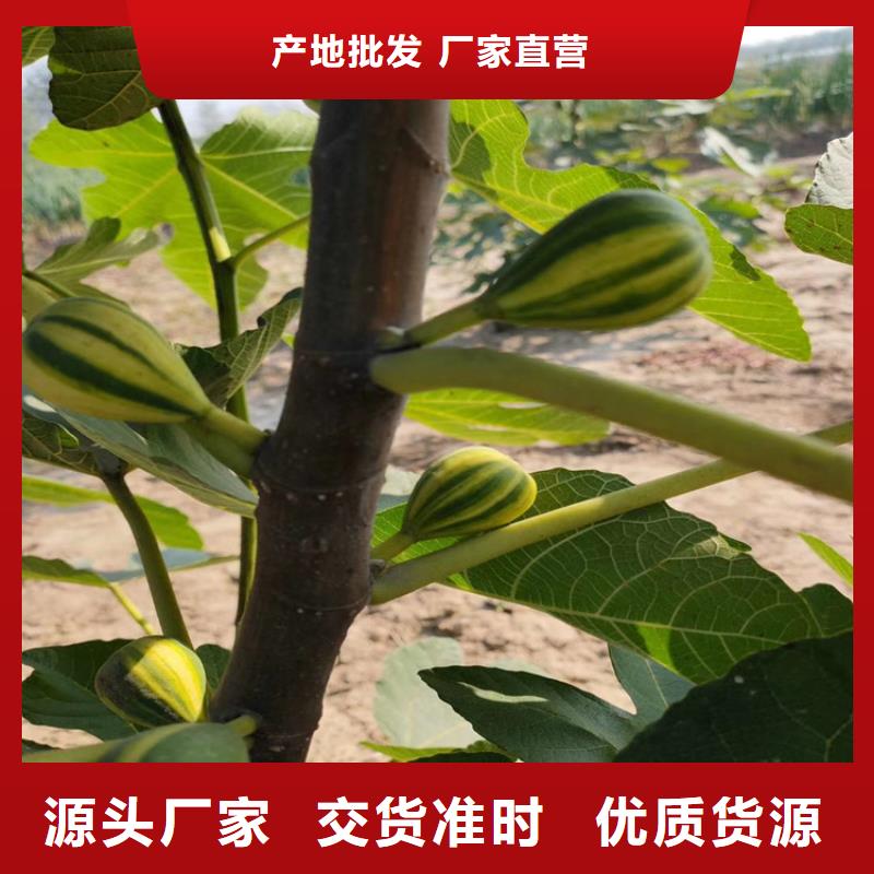 无花果苹果苗欢迎来电咨询