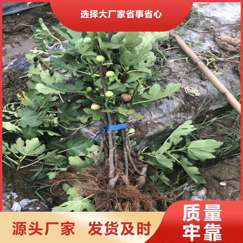 无花果西瓜苗精心选材