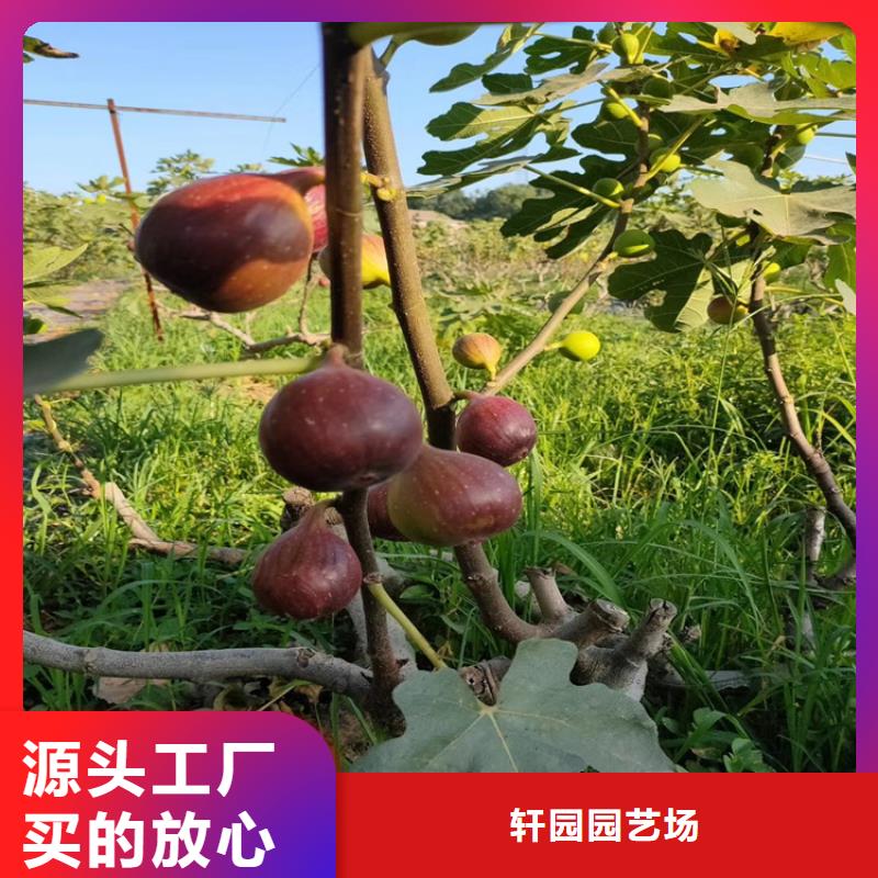 无花果苹果苗实拍品质保障