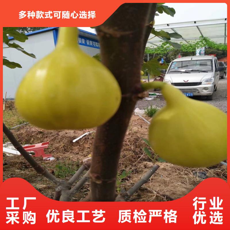 无花果_猕猴桃苗大量现货供应