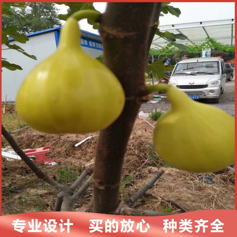 无花果杏树苗安心购